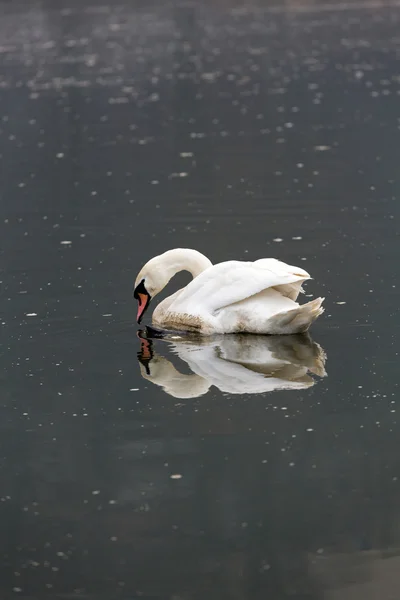 Bellissimi cigni bianchi galleggianti sull'acqua — Foto Stock