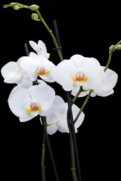 Белая орхидея, изолированная на черном — стоковое фото