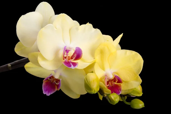 Yellow orchid isolated on black  background — Stock Photo, Image