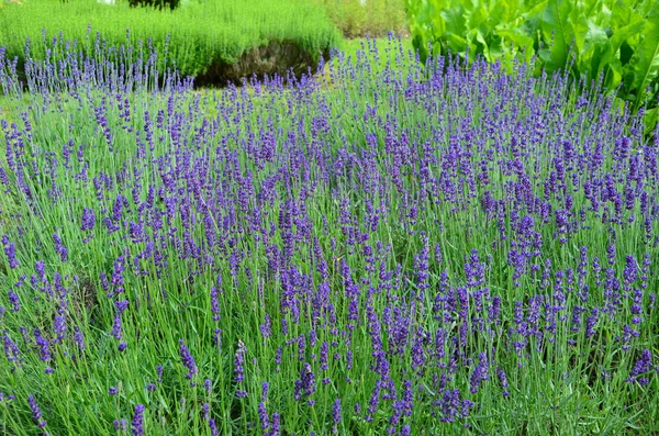 Garden with the flourishing lavender in France — Stock Photo, Image