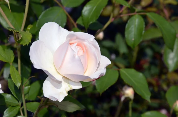 Rosa rosa en la rama en el jardín — Foto de Stock