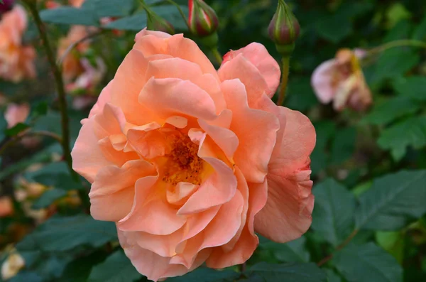Orange  Rose on the Branch in the Garden — Stock Photo, Image
