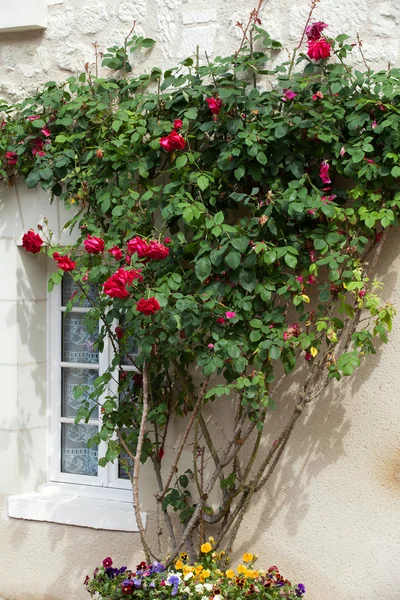 The romantic window with red roses — Stock Photo, Image