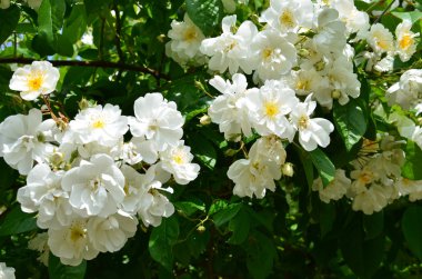 Villandry yakınlarında sofistike ve zevkli bir bahçe ve La Chatonniere şatosu. Loire Vadisi