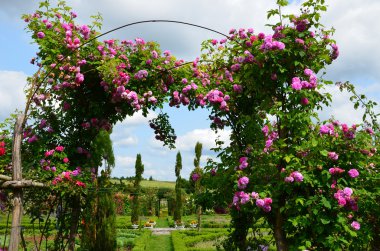 The romantic alley-way in the pergola from roses. clipart
