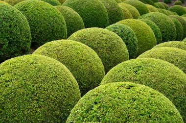 Boxwood  - Green garden balls in France, clipart