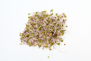 Sağlıklı beslenme. Beyaz arkaplanda taze filizler izole edildi