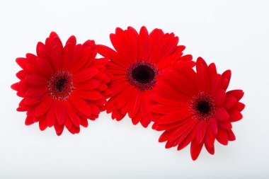 kırmızı gerbera papatya çiçeği