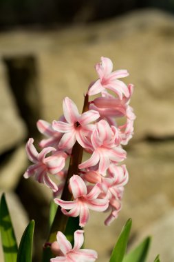 Bahçedeki pembe sümbüller.