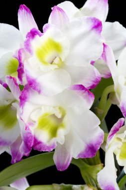 Dendrobium Orkide melezleri. Siyah üzerine izole edilmiş.