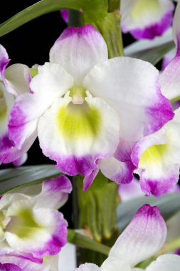 Dendrobium Orkide melezleri. Siyah üzerine izole edilmiş.