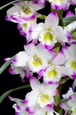 Dendrobium Orkide melezleri. Siyah üzerine izole edilmiş.