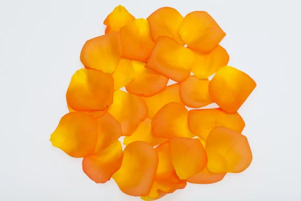 Petals of the orange-rose isolated on the white background — Stock Photo, Image