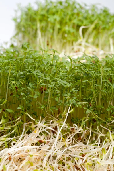 Brotes frescos de alfalfa y berros sobre fondo blanco —  Fotos de Stock