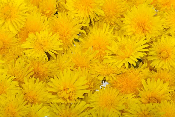 Beautiful yellow flower of Dandelion — Stock Photo, Image