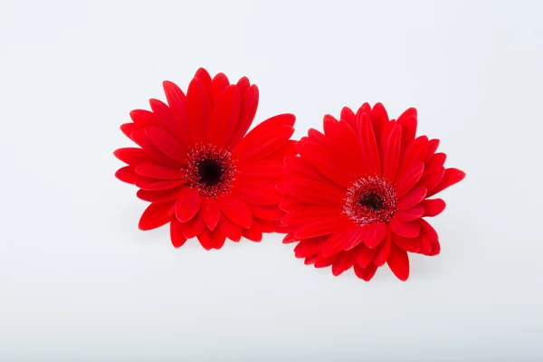 Red gerbera daisy flower — Stock Photo, Image