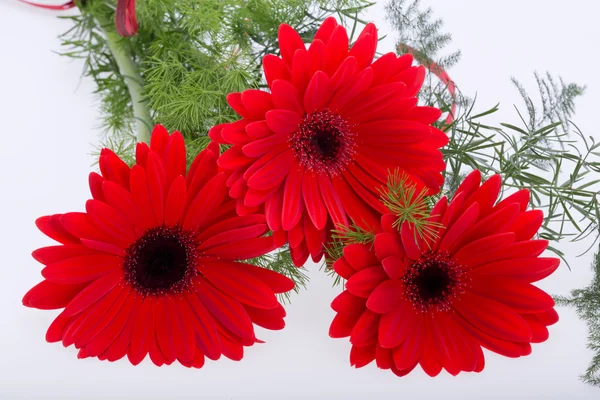 Червона гербера ромашкова квітка — стокове фото
