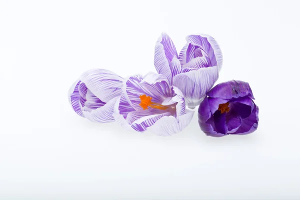 Close-up of blue and white crocus flowers isolated on white — Stock Photo, Image