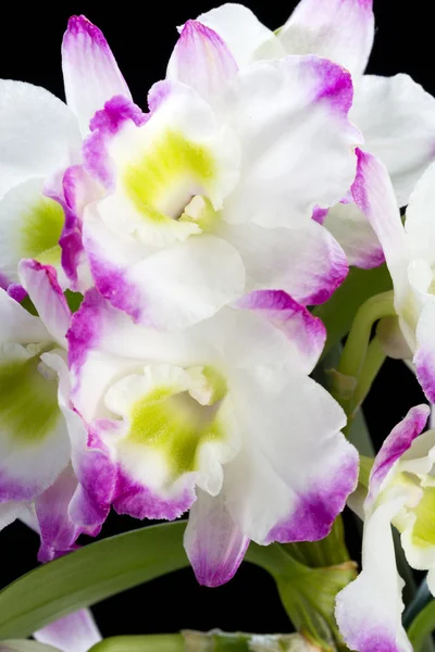 Orchidejové hybridy Dendrobium. Izolováno na černé — Stock fotografie