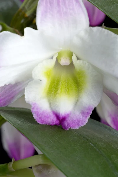 Ibridi del Orchid di Dendrobium. Isolato su nero — Foto Stock