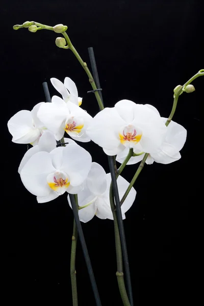 White orchid isolated on black — Stock Photo, Image