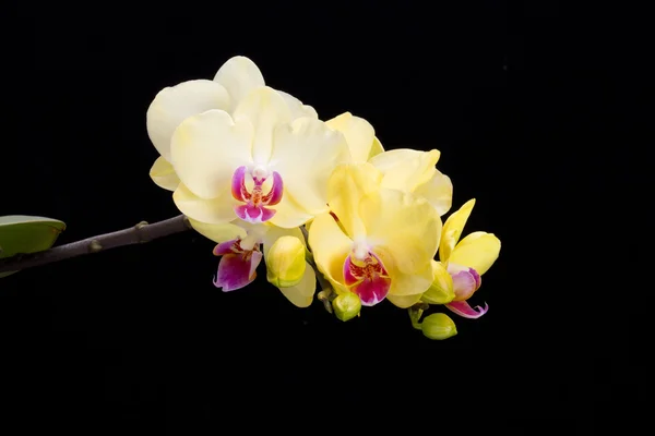 Yellow orchid isolated on black  background — Stock Photo, Image