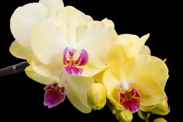 Gelbe Orchidee isoliert auf schwarzem Hintergrund — Stockfoto