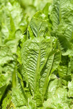 alanı satır içinde büyüyen yeşil frisee marul