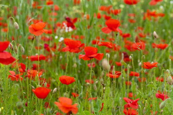 Die malerische Landschaft mit roten Mohnblumen inmitten der Wiese — Stockfoto