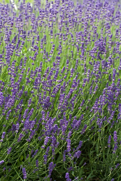 Trädgård med blomstrande lavendel i Frankrike — Stockfoto