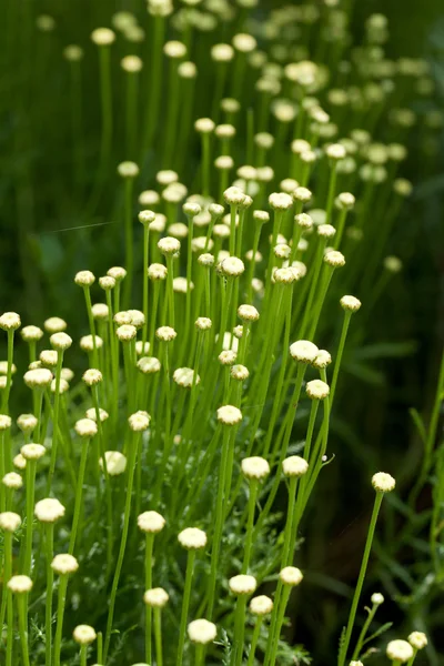 La Santolina es una planta medicinal que huele a manzanilla . — Foto de Stock