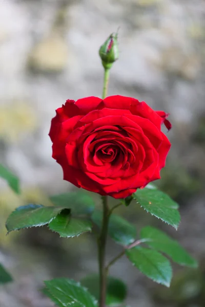 Красная роза на ветке в саду — стоковое фото