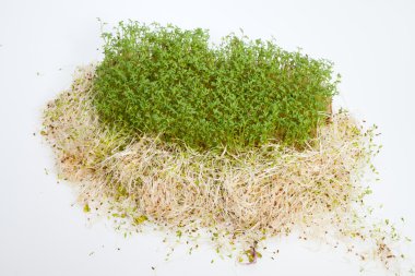 taze Yonca filizi ve tere beyaz zemin üzerine