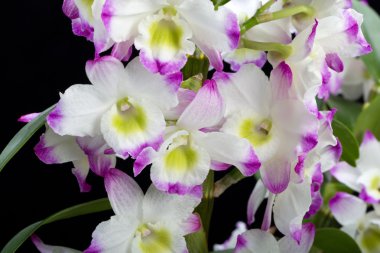 Dendrobium Orkide melezleri. Siyah üzerine izole edilmiş.