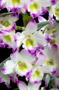 Dendrobium Orkide melezleri. Siyah üzerine izole edilmiş.