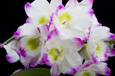 Dendrobium Orkide melezleri. Siyah üzerine izole edilmiş.