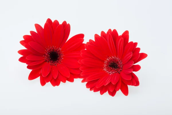 Red gerbera daisy flower — Stock Photo, Image