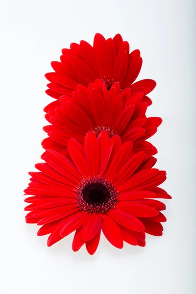 Κόκκινο άνθος ζέρμπερας — Φωτογραφία Αρχείου