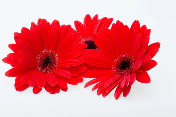 Red gerbera daisy flower — Stock Photo, Image