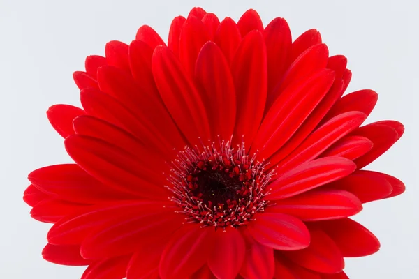 Červená gerbera sedmikráska květina — Stock fotografie