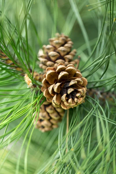 Close up of pine cone in garden — Stock Photo, Image
