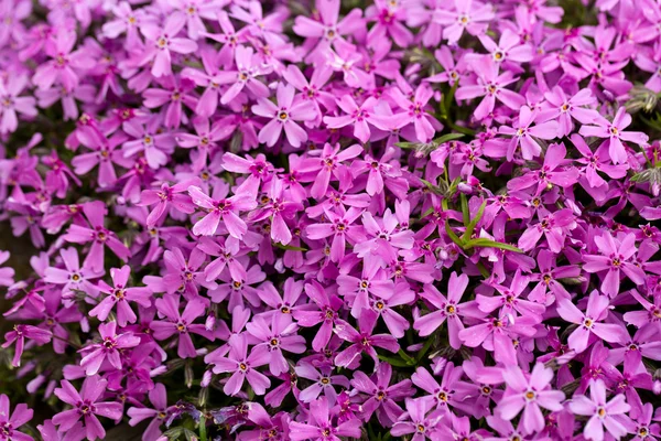 Aubrieta cultorum - pembe veya mor küçük çiçekler — Stok fotoğraf