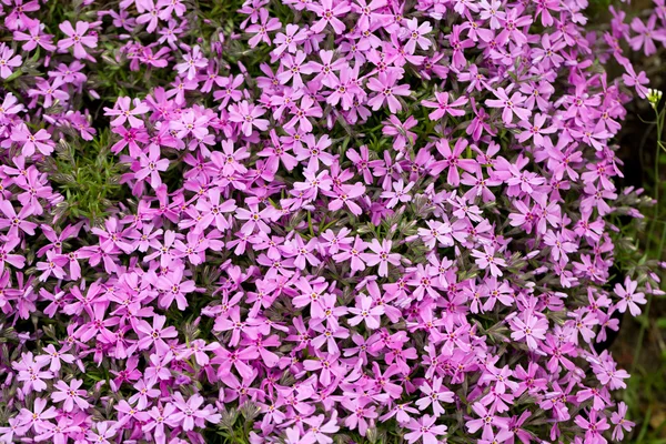 Aubrieta cultorum - flores pequeñas de color rosa o púrpura —  Fotos de Stock