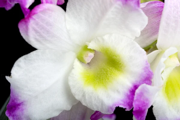 Dendrobium hybrides d'orchidées. Isolé sur noir — Photo