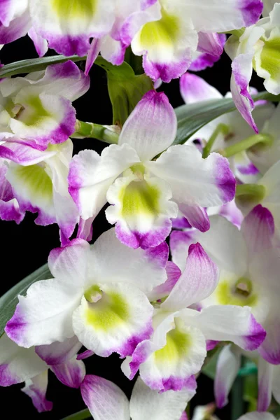 Dendrobium Orchid Hybrids (en inglés). Aislado en negro — Foto de Stock