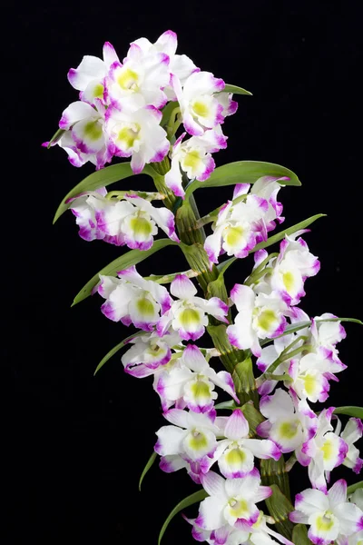 Dendrobium Orchidee Mischlinge. Isoliert auf schwarz — Stockfoto