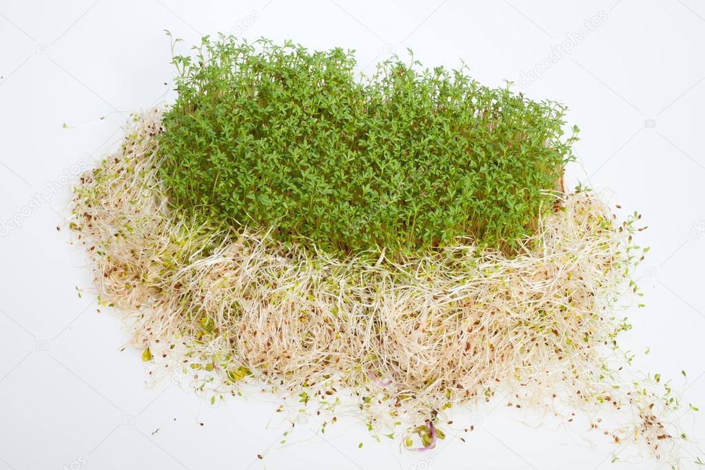 Fresh alfalfa sprouts and cress on white background