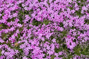 aubrieta cultorum - pembe veya mor küçük çiçekler