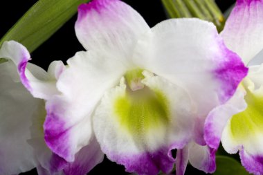 Dendrobium Orkide melezleri. Siyah üzerine izole edilmiş.