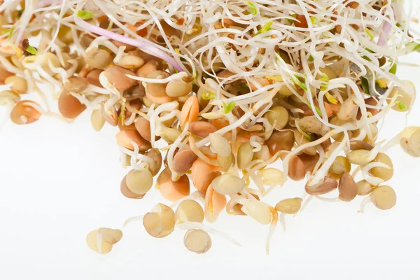 Die gesunde Ernährung. Frische Sprossen isoliert auf weißem Hintergrund — Stockfoto